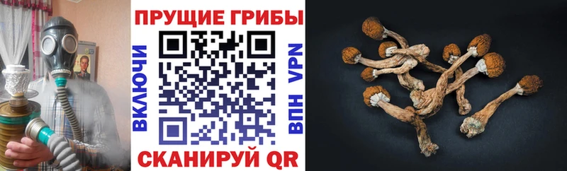 Псилоцибиновые грибы мухоморы Ядрин